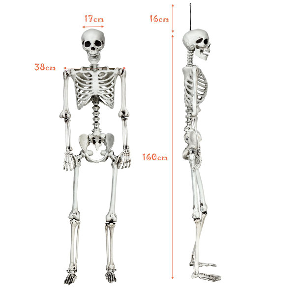 5.4 ft Posable Halloween Skeleton  product image