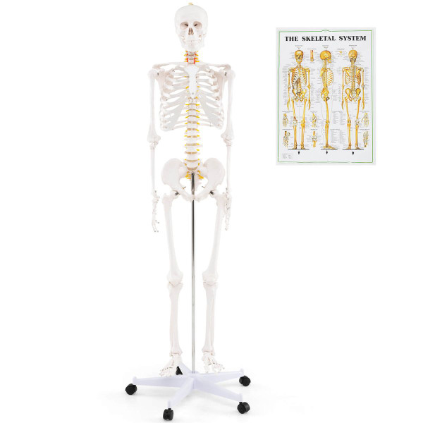 70.8" Life Size Human Skeleton Model  product image