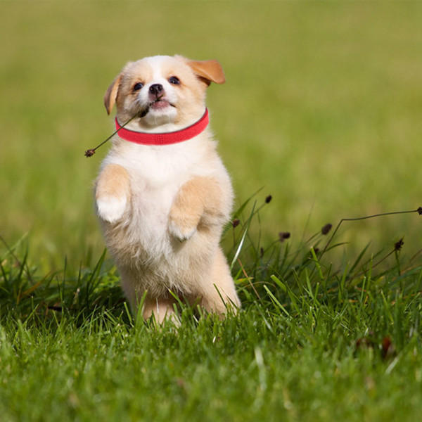 Whelping Puppy ID Collars (12 Pieces) product image