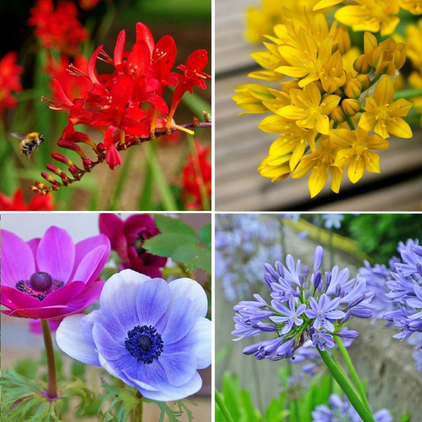 Bees & Butterflies Grand Garden Collection (100 Bulbs) product image