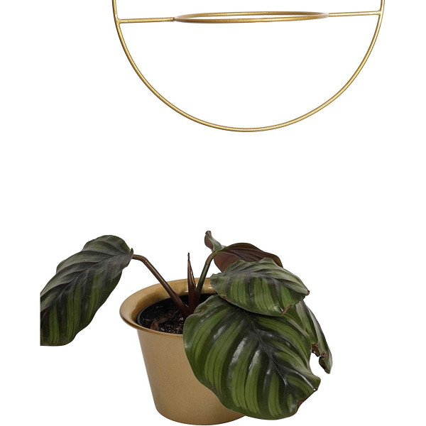 6" Hanging Pot Wall Planters  product image