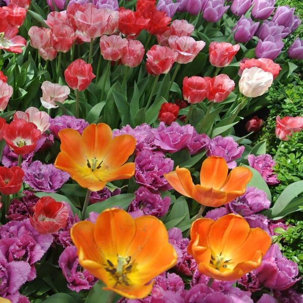 Terrific Tulips Spring-Blooming Flowers (6 Varieties) product image