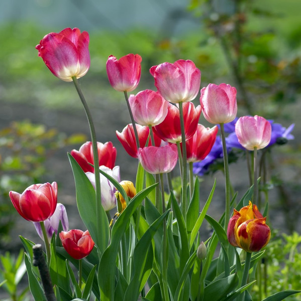Terrific Tulips Spring-Blooming Flowers (6 Varieties) product image