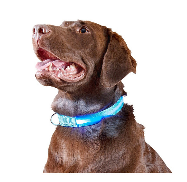 LED Safety Light-up Dog Collar product image