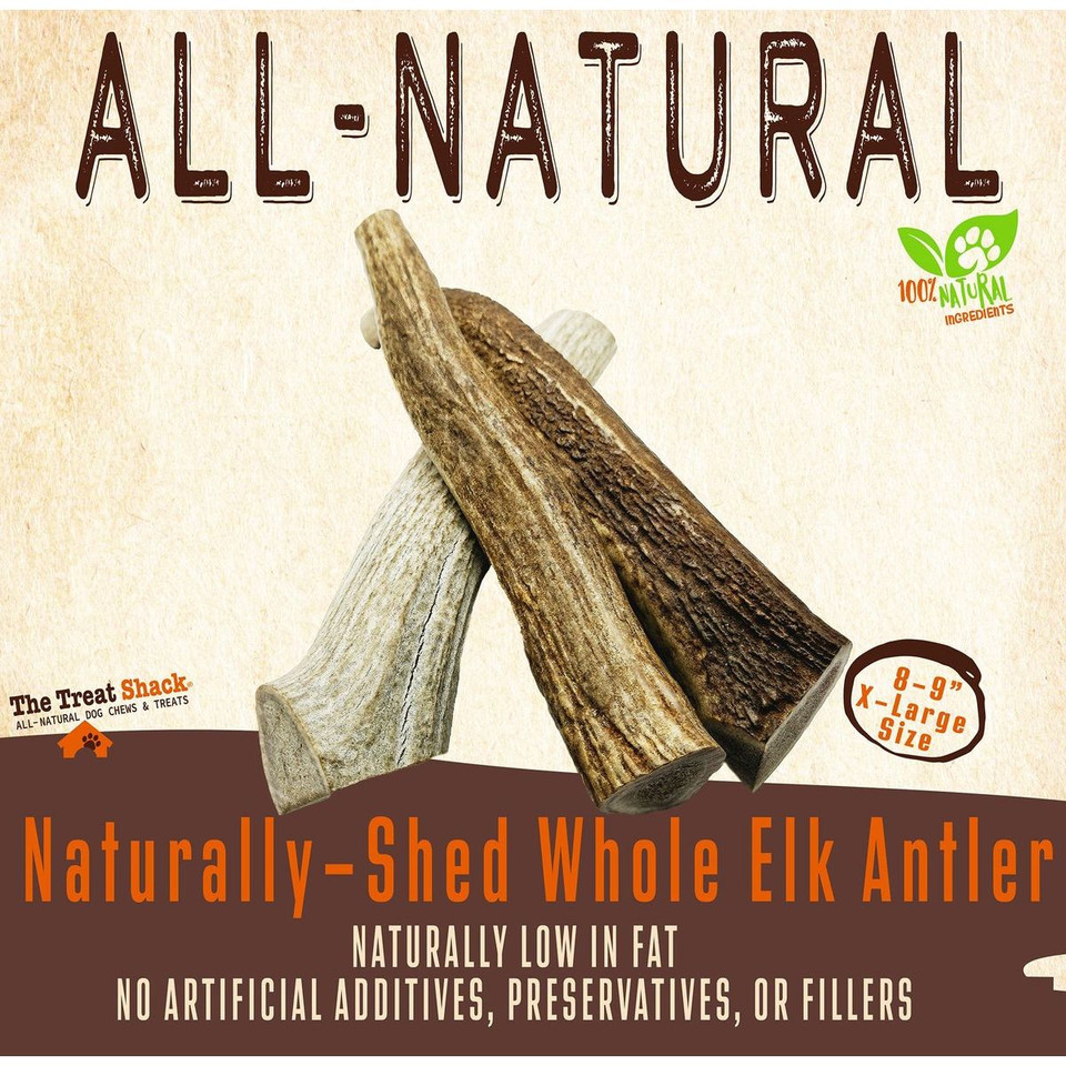 8-9" X-Large Whole Naturally-Shed Elk Antler Dog Treat product image