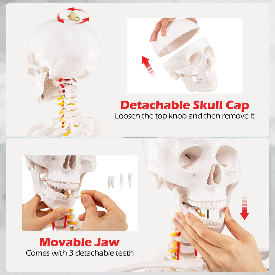 70.8" Life Size Human Skeleton Model  product image