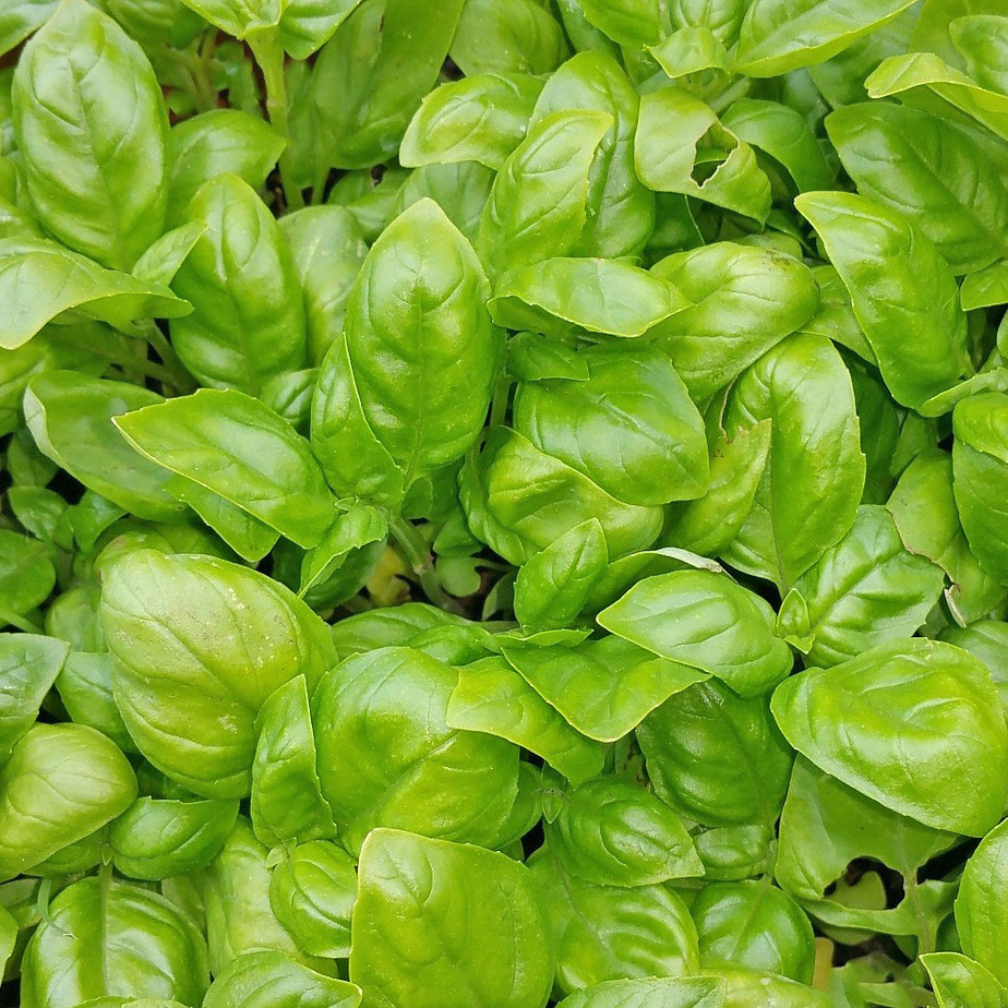 Indoor/Outdoor Organic Hanging Herb Garden Kit product image