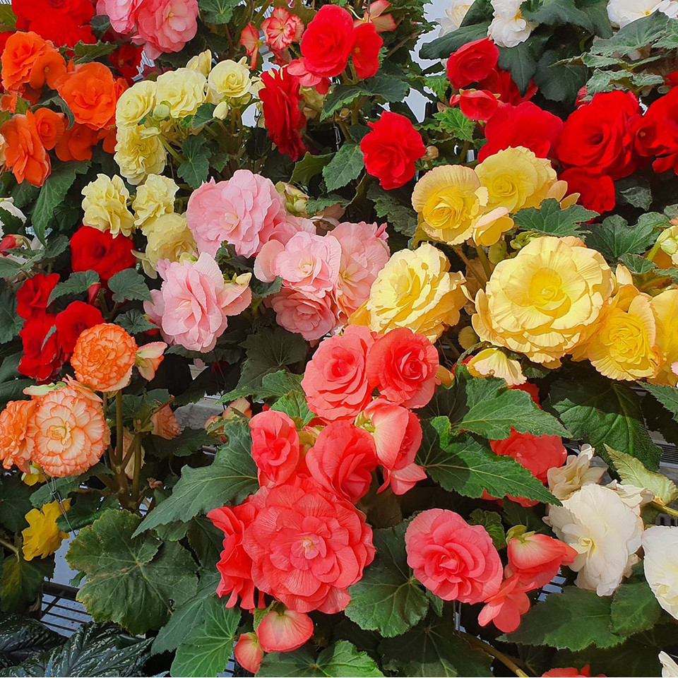 Beautiful Blooms Flower Bulbs product image