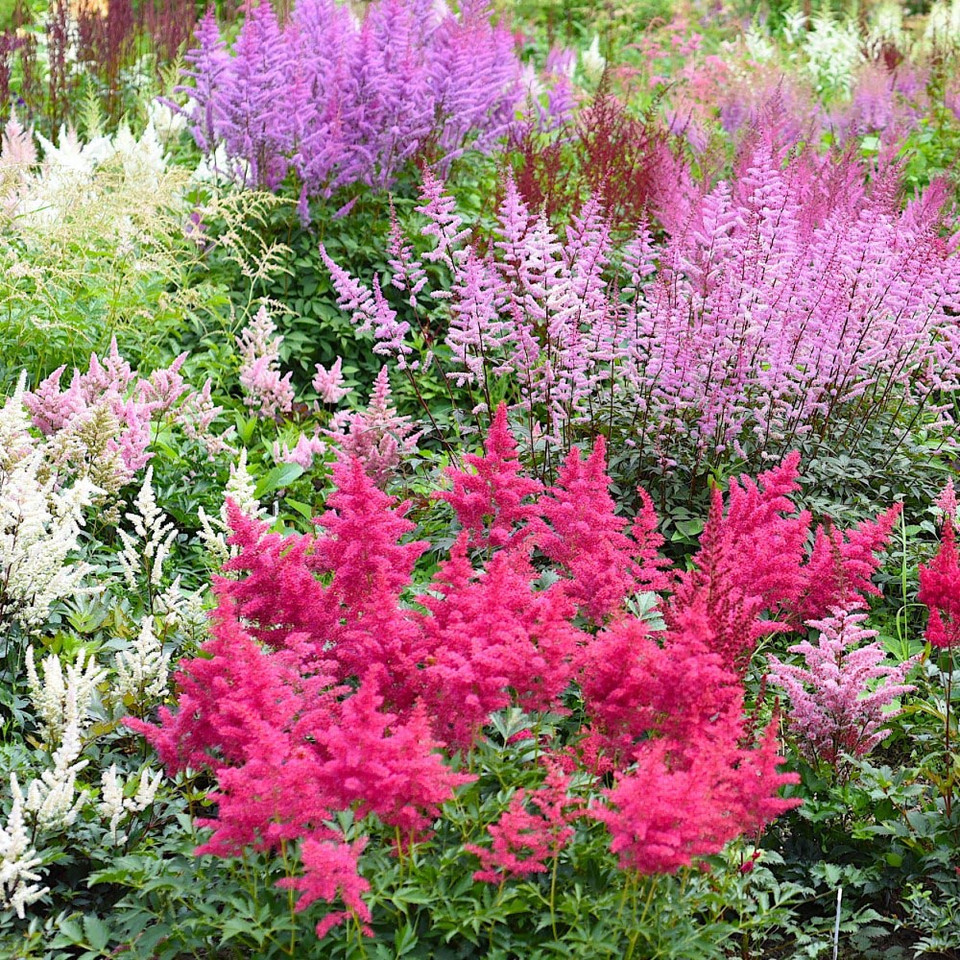 Sweet Summer Blooming Flower Garden (5 Varieties) product image
