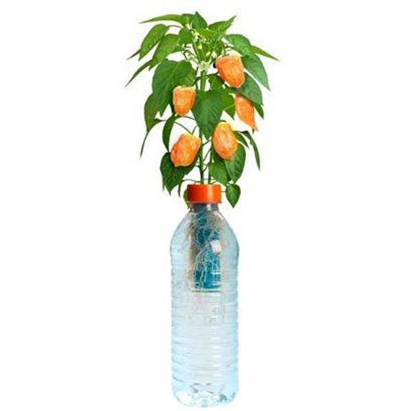 Petomato? Hydroponic Plant Growing Kit - Habanero