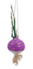 Fresh Turnip Paper Mache Ornament Front