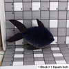 Buri Bristle Blue Fish Ornament - Mid-Sized size chart
