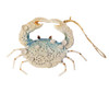 Enameled Metal with Shells Blue Crab Ornament