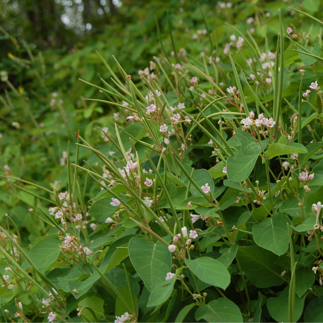 Spreading Dogbane