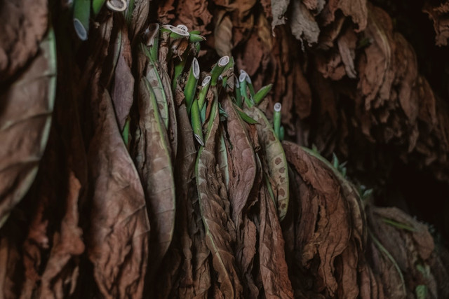 Best Tobacco Flavour E-Liquids UK 2026: Top Picks for Ex-Smokers
