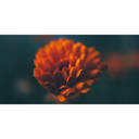 900W Flower Picture Prime Infrared Heating Panel 1200 x 600 - Electric Wall Panel Heater