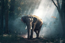 300W Jungle Elephant Picture Prime Infrared Heating Panel 600 x 400 - Electric Wall Panel Heater