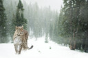 300W Persian Leopard Picture Prime Infrared Heating Panel 600 x 400 - Electric Wall Panel Heater