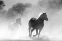 300W Galloping Stallions Picture Prime Infrared Heating Panel 600 x 400 - Electric Wall Panel Heater