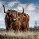 450W Highland Pride Picture Prime Infrared Heating Panel 600 x 600 - Electric Wall Panel Heater