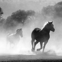 450W Galloping Stallions Picture Prime Infrared Heating Panel 600 x 600 - Electric Wall Panel Heater