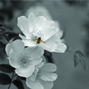 450W Pollination Picture Prime Infrared Heating Panel 600 x 600 - Electric Wall Panel Heater