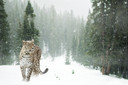 700W Persian Leopard Picture Prime Infrared Heating Panel 900 x 600 - Electric Wall Panel Heater