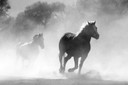 700W Galloping Stallions Picture Prime Infrared Heating Panel 900 x 600 - Electric Wall Panel Heater