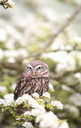 1100W Owl In The Spring Picture Prime Infrared Heating Panel 1100 x 700 - Electric Wall Panel Heater