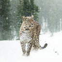 595x595 Persian Leopard Image Nexus Wi-Fi Infrared Heating Panel 350W - Electric Wall Panel Heater