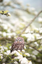 795x1195 Owl In The Spring Image Nexus Wi-Fi Infrared Heating Panel 900W - Electric Wall Panel Heater