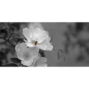 900W Pollination Picture Prime Infrared Heating Panel 1200 x 600 - Electric Wall Panel Heater