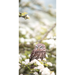 900W Owl In The Spring Picture Prime Infrared Heating Panel 1200 x 600 - Electric Wall Panel Heater