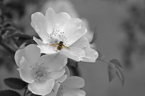 300W Pollination Picture Prime Infrared Heating Panel 600 x 400 - Electric Wall Panel Heater