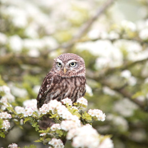 450W Owl In The Spring Picture Prime Infrared Heating Panel 600 x 600 - Electric Wall Panel Heater