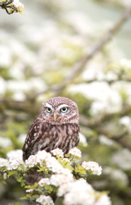 1100W Owl In The Spring Picture Prime Infrared Heating Panel 1100 x 700 - Electric Wall Panel Heater