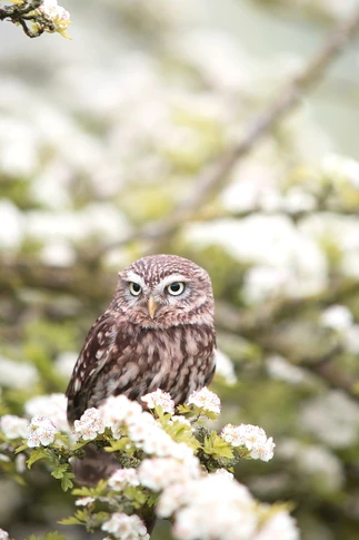 300W Owl In The Spring Picture Prime Infrared Heating Panel 600 x 400 - Electric Wall Panel Heater