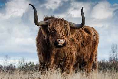 300W Highland Pride Picture Prime Infrared Heating Panel 600 x 400 - Electric Wall Panel Heater