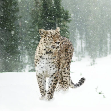 450W Persian Leopard Picture Prime Infrared Heating Panel 600 x 600 - Electric Wall Panel Heater