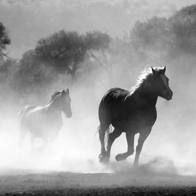 450W Galloping Stallions Picture Prime Infrared Heating Panel 600 x 600 - Electric Wall Panel Heater