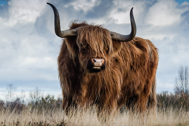 700W Highland Pride Picture Prime Infrared Heating Panel 900 x 600 - Electric Wall Panel Heater