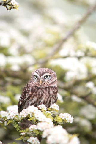 700W Owl In The Spring Picture Prime Infrared Heating Panel 900 x 600 - Electric Wall Panel Heater