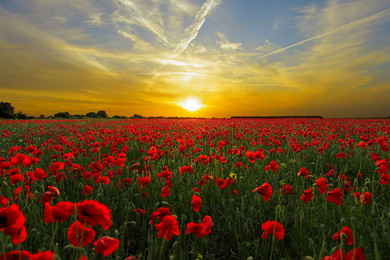 700W Setting Sun Picture Prime Infrared Heating Panel 900 x 600 - Electric Wall Panel Heater