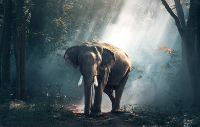 1100W Jungle Elephant Picture Prime Infrared Heating Panel 1100 x 700 - Electric Wall Panel Heater