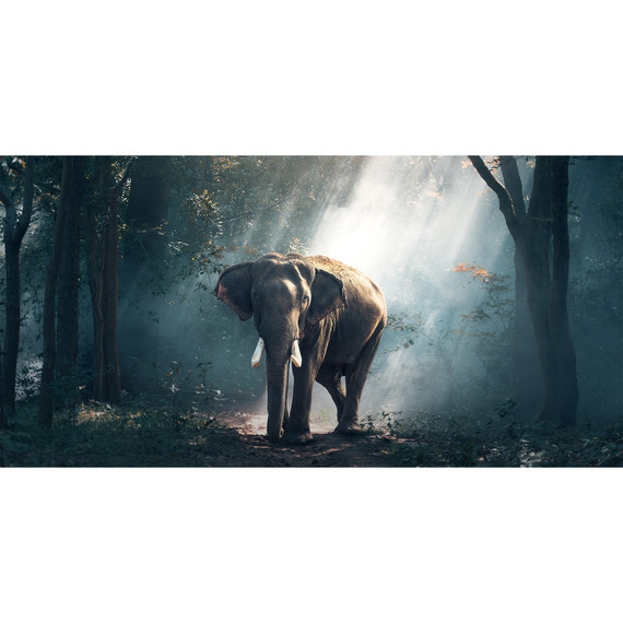 900W Jungle Elephant Picture Prime Infrared Heating Panel 1200 x 600 - Electric Wall Panel Heater
