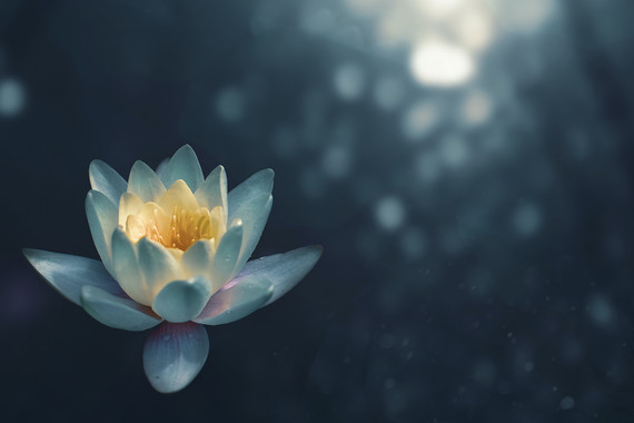 300W Pond Lilly Picture Prime Infrared Heating Panel 600 x 400 - Electric Wall Panel Heater