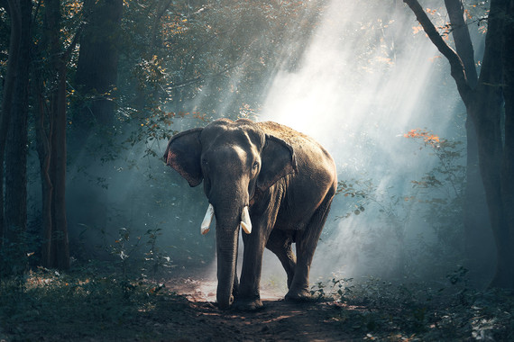 300W Jungle Elephant Picture Prime Infrared Heating Panel 600 x 400 - Electric Wall Panel Heater
