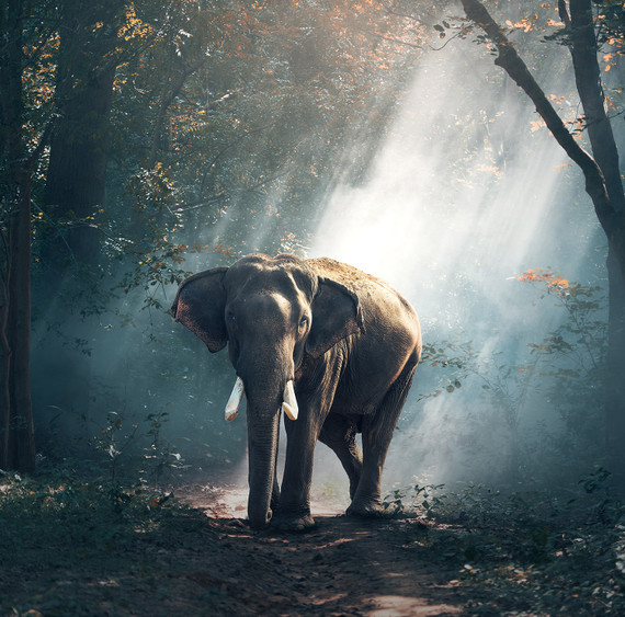 450W Jungle Elephant Picture Prime Infrared Heating Panel 600 x 600 - Electric Wall Panel Heater
