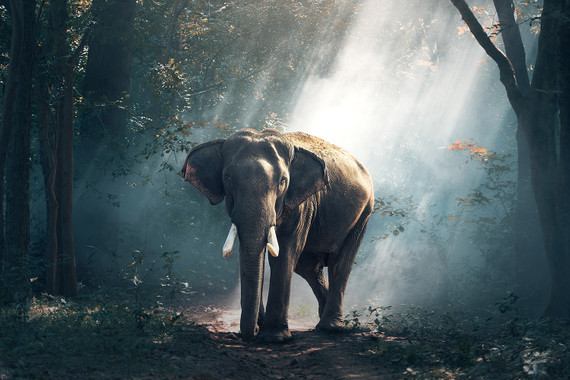 700W Jungle Elephant Picture Prime Infrared Heating Panel 900 x 600 - Electric Wall Panel Heater