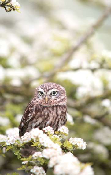 1100W Owl In The Spring Picture Prime Infrared Heating Panel 1100 x 700 - Electric Wall Panel Heater